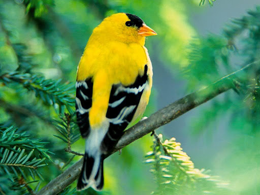 Top 10 Cửa hàng chim cảnh nổi bật tại Quy Nhơn Bình Định