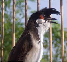 4 loài chim hút mật tuyệt đẹp – Chim Cảnh Việt