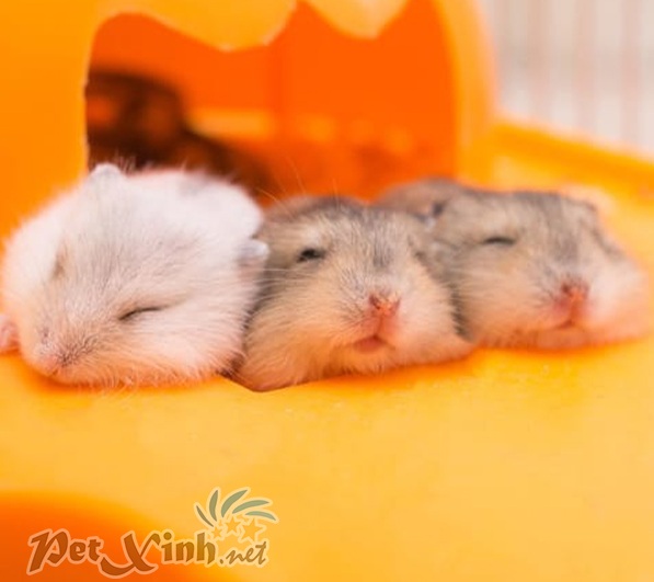 Top 9 Shop bán hamster tại TPHCM mới nhất 2023 - mof.com.vn