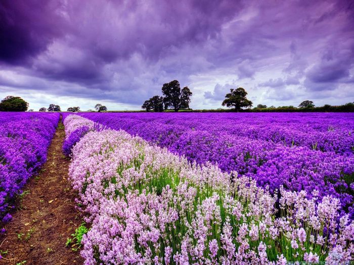 Định vị 4 vườn hoa hoa Lavender Đà Lạt nở rộ