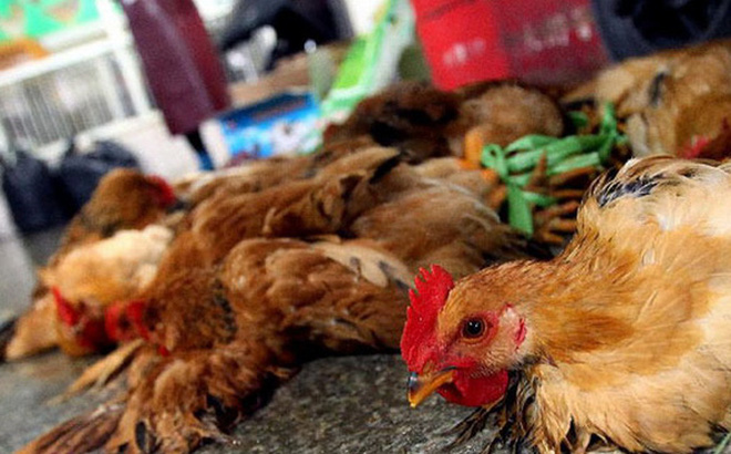 Bệnh thiếu dinh dưỡng ở gà: nguyên nhân, triệu chứng và giải pháp - Thú y và Nuôi trồng Thủy sản Mebipha