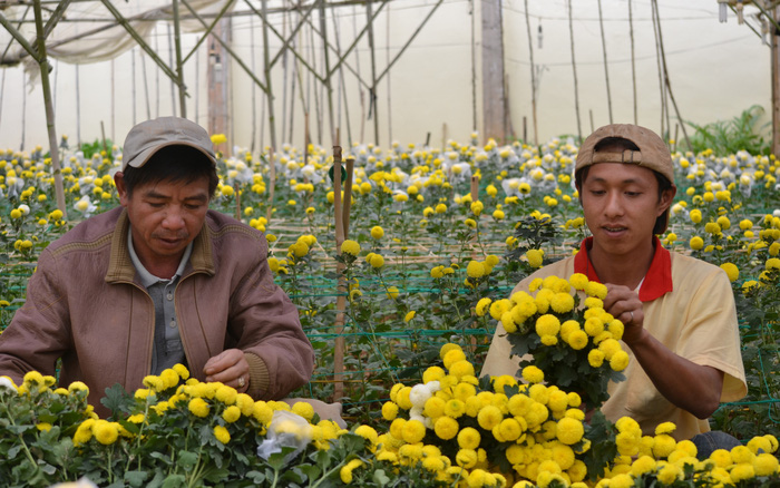 Hóa ra "cái nôi" nghề trồng hoa ở Đà Lạt lại là một nơi "dính dáng" từ miền Bắc: làng Hà Đông