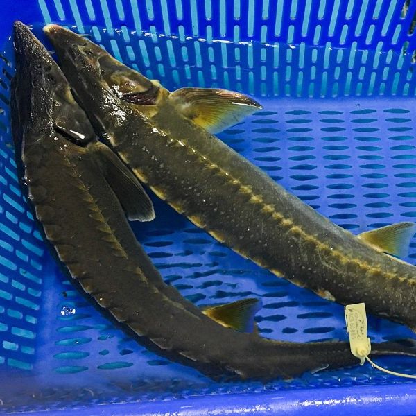 Cá Tầm Đà Lạt - haisan.online