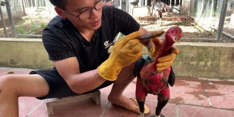Cách Nuôi Gà C1 – Dinh Dưỡng Và Tập Luyện Cho Gà