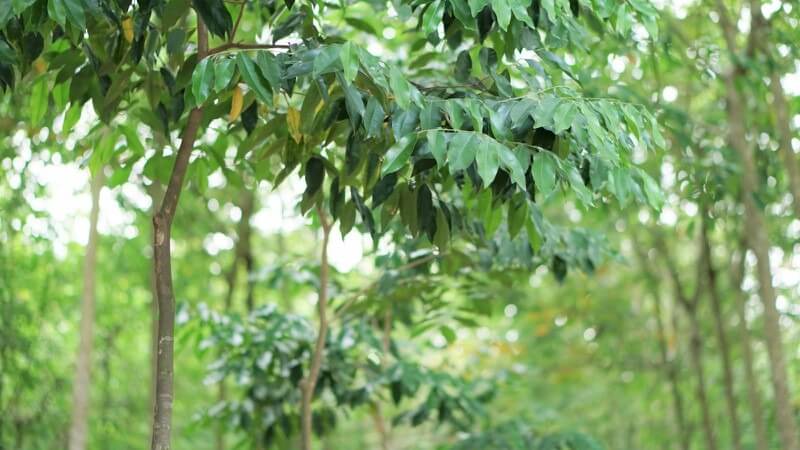 Cây bí đao là gì, có tác dụng gì, ngoài Bắc có trồng được không?