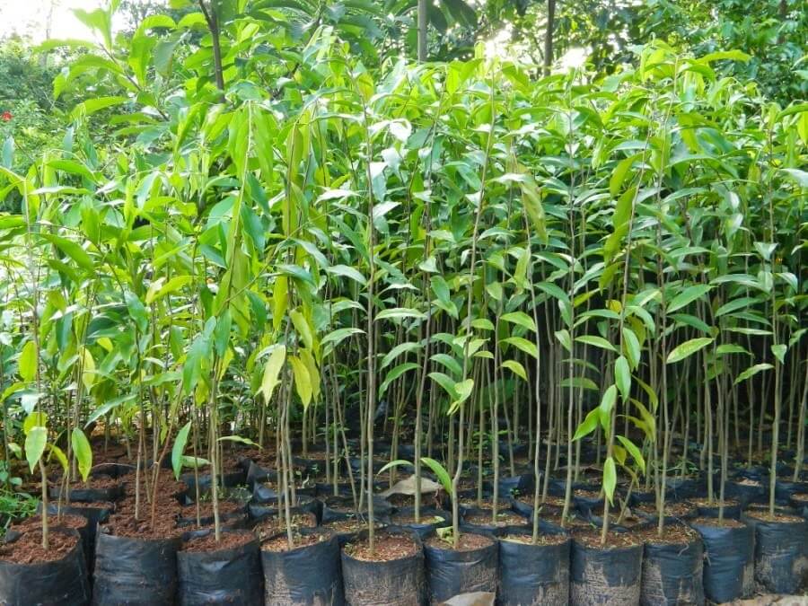 Cây bí đao là gì, có tác dụng gì, ngoài Bắc có trồng được không?