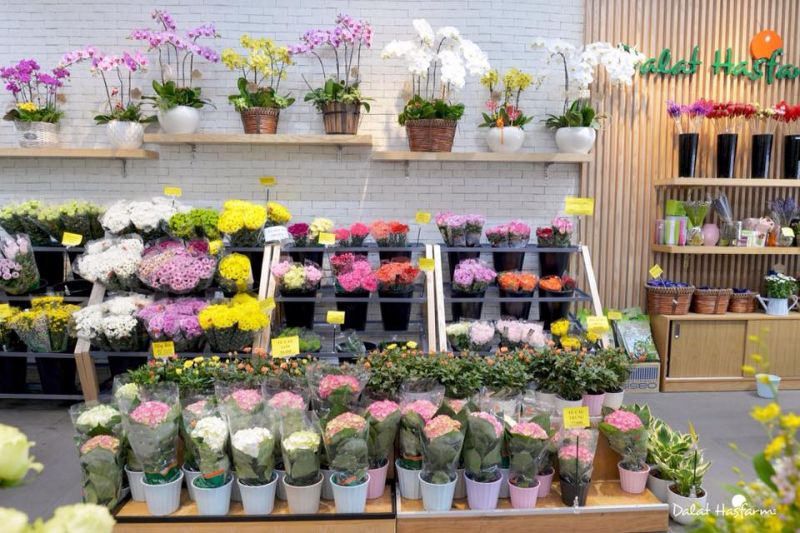 Hiện hoa tươi Dalat Hasfarm đang phân phối tại hệ thống cửa hàng bán lẻ trên toàn quốc, các hệ thống siêu thị lớn