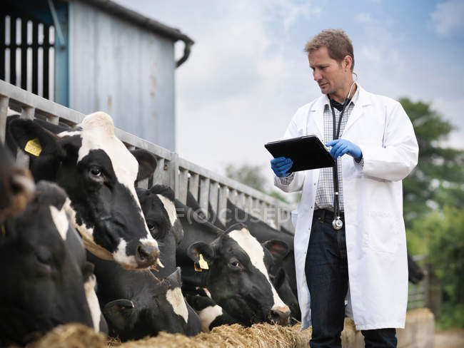 Vet with digital tablet inspecting cows whilst feeding on dairy farm — Rubber Glove, skill - Stock Photo | #193634582