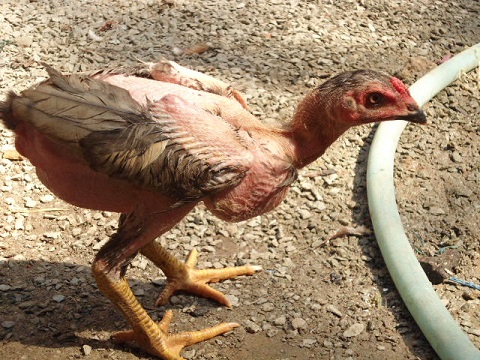 Cách nuôi gà chọi thuần chủng 45 ngày tuổi để lớn nhanh - Thế giới chọi gà
