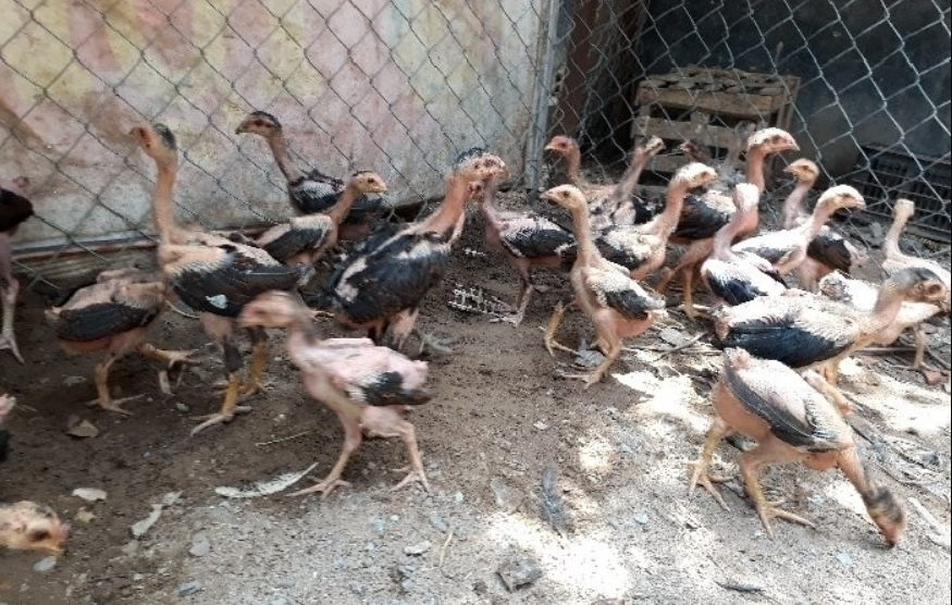 Cách nuôi gà chọi thuần chủng 45 ngày tuổi để lớn nhanh - Thế giới chọi gà