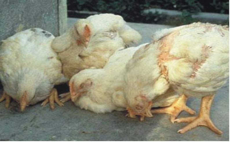 BỆNH GUMBORO Ở GÀ - Pharmavet Group