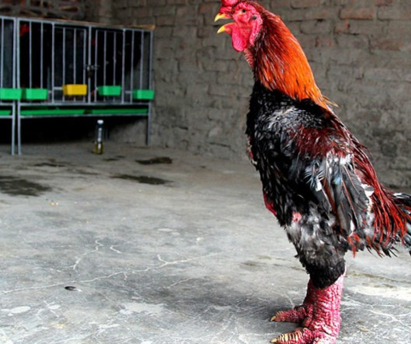 7 giống gà quý hiếm ở Việt Nam