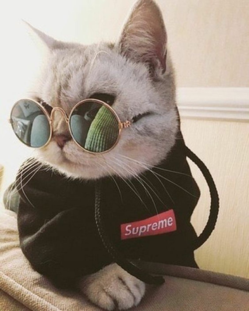 Top 99 avatar mèo đeo kính cute đang gây bão trên mạng