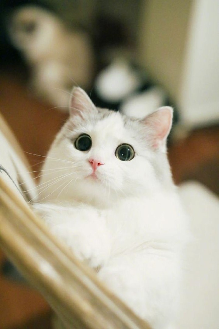 Hình nền Mèo Con Dễ Thương đẹp nhất cho điện thoại