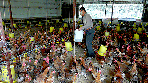 Những lưu ý khi nuôi gà mùa ấm (phần 1) - Tạp chí điện tử Nam Định