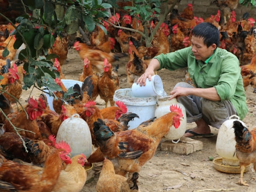Bổ sung điện giải cho gà - Kỹ thuật chăn nuôi - Dinh dưỡng - Thông tin dinh dưỡng