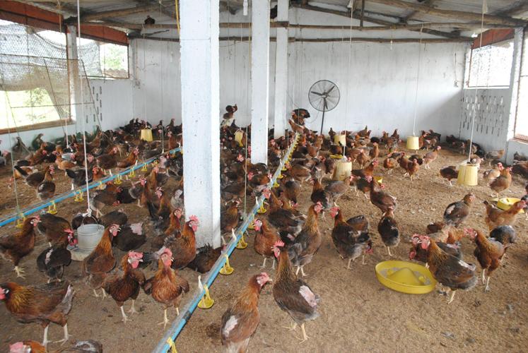 Kỹ thuật nuôi gà lồng - bí quyết làm giàu cho nông dân - Nuôi Gà chọi