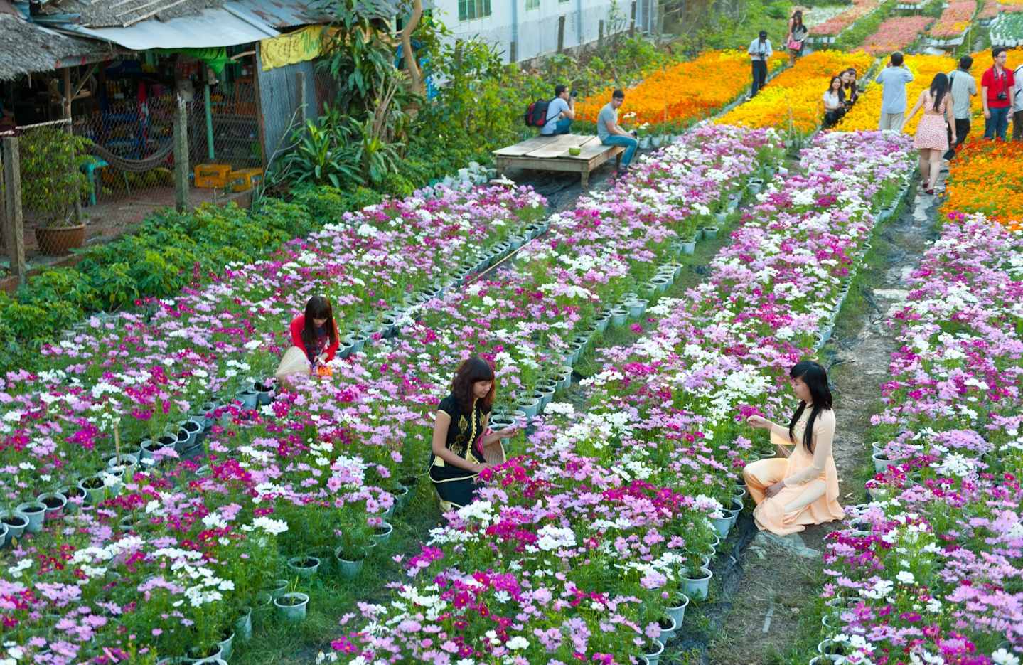 Làng hoa Thái Phiên - Thiên đường quy tụ các loài hoa Đà Lạt