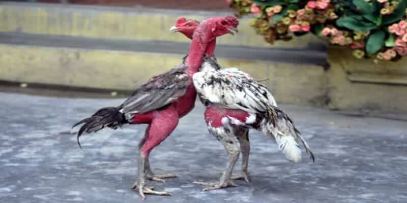 Cách Nuôi Gà C1 – Dinh Dưỡng Và Tập Luyện Cho Gà
