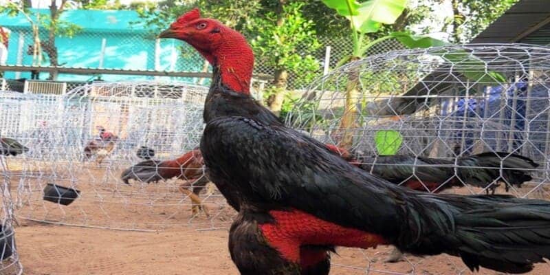 Cách Nuôi Gà C1 – Dinh Dưỡng Và Tập Luyện Cho Gà