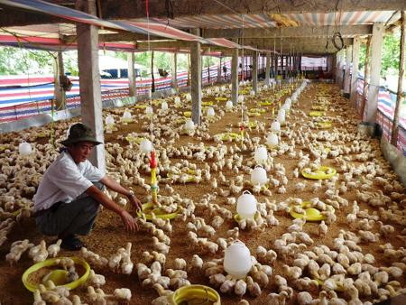 Kỹ thuật nuôi gà lồng - bí quyết làm giàu cho nông dân - Nuôi Gà chọi