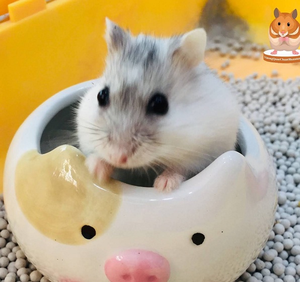 Top 9 Shop bán hamster tại TPHCM mới nhất 2023 - mof.com.vn