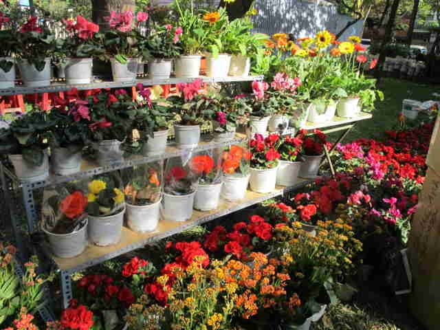 Top những Shop hoa tươi đẹp, chất lượng giá rẻ nhất tại Đà Lạt - Điện hoa Đà Lạt