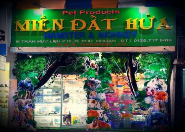 Top 10 Cửa Hàng Mèo Đẹp Giá Rẻ Nhất Thành Phố Hồ Chí Minh 2023 - mof.com.vn